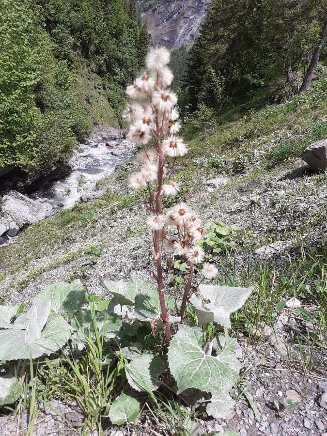 Farfaraccio maggiore 3