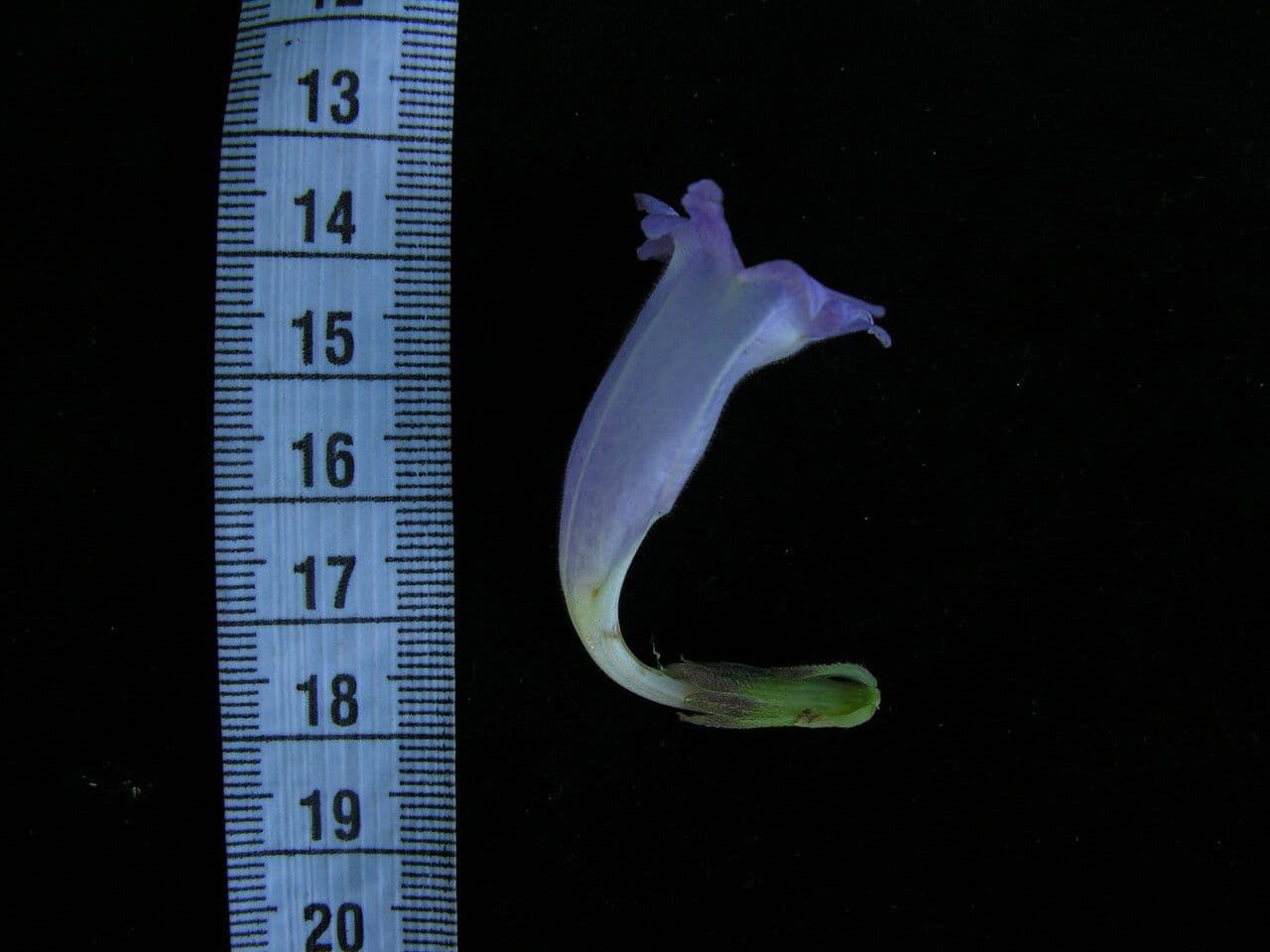 Hypoestes 22