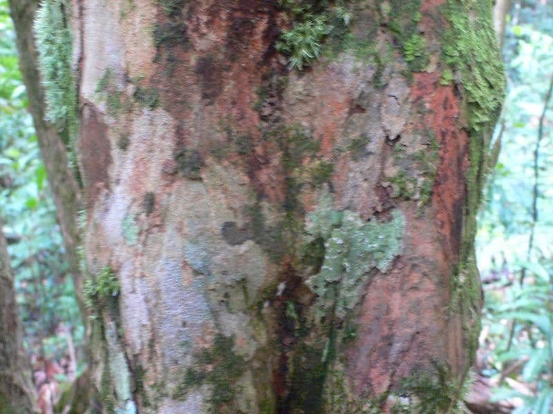 Osteophloeum 3