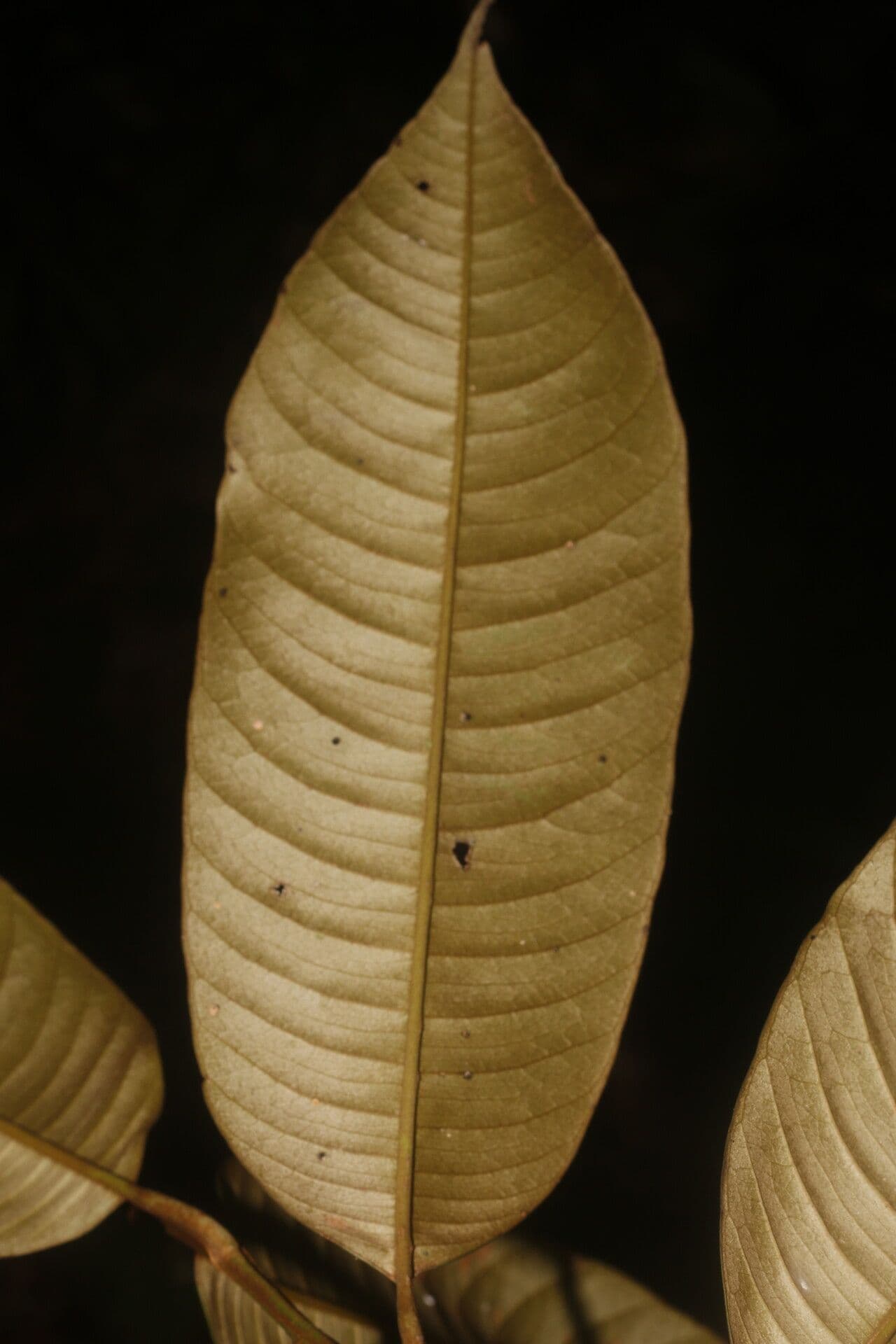 Micropholis 3
