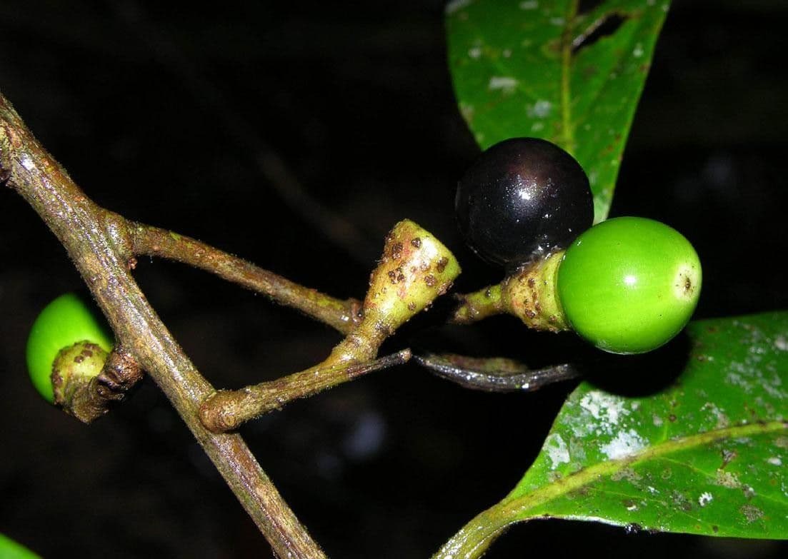 Ocotea leucoxylon 3