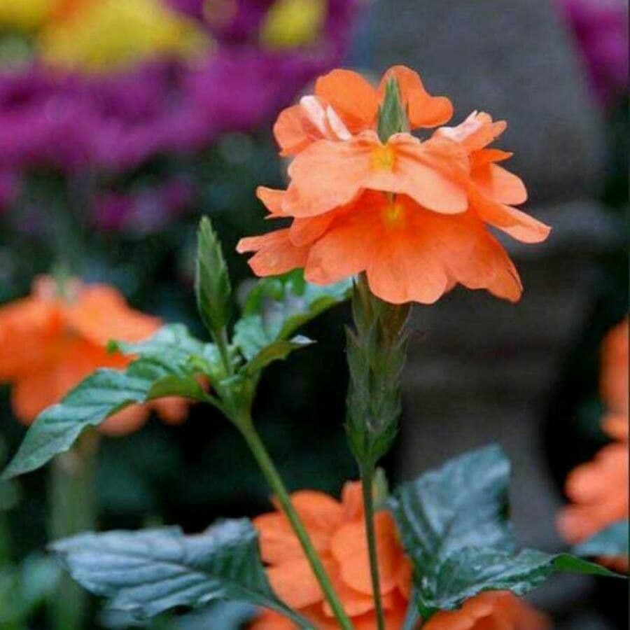 Crossandra 9