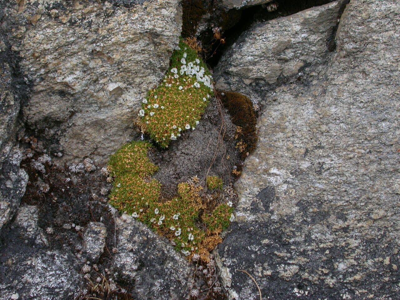 Piaskarka mszysta 2