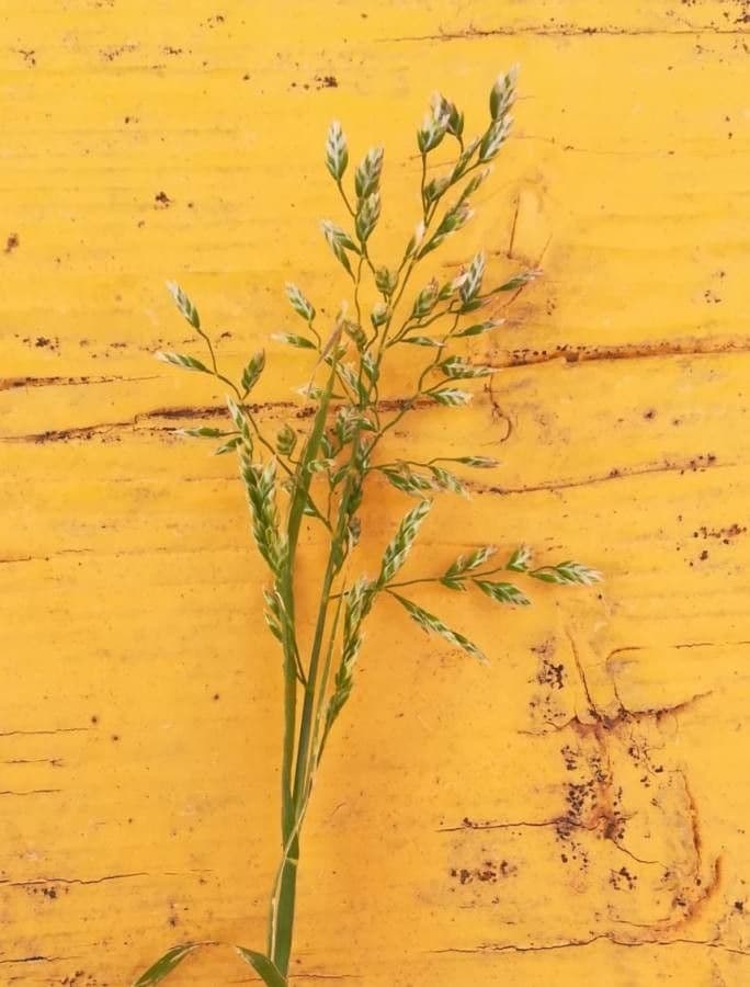 Festuca dei prati 4