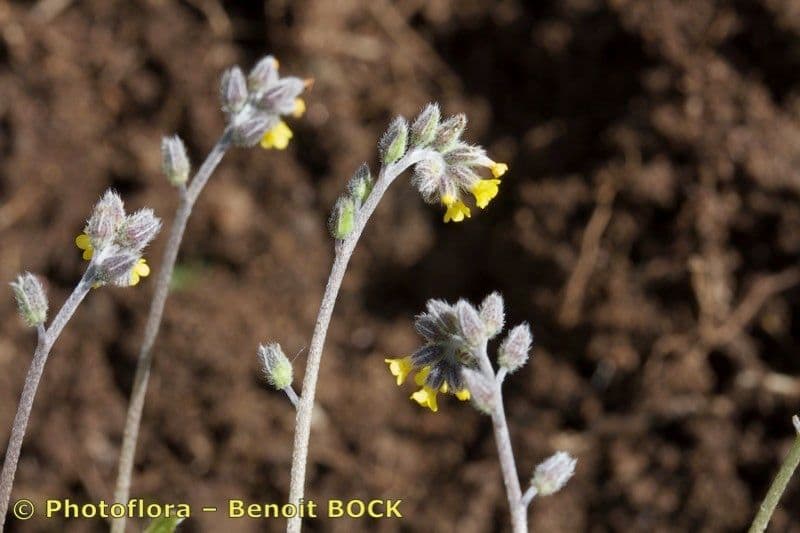 Myosotis 11