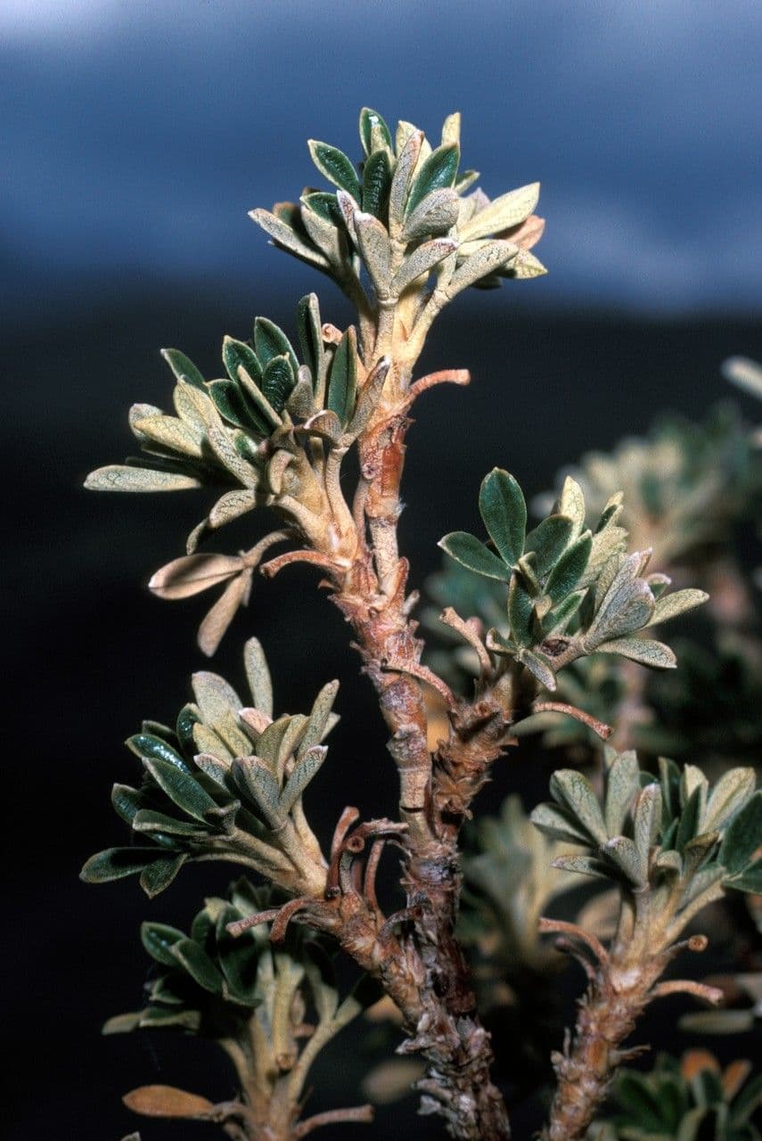 Polylepis 11