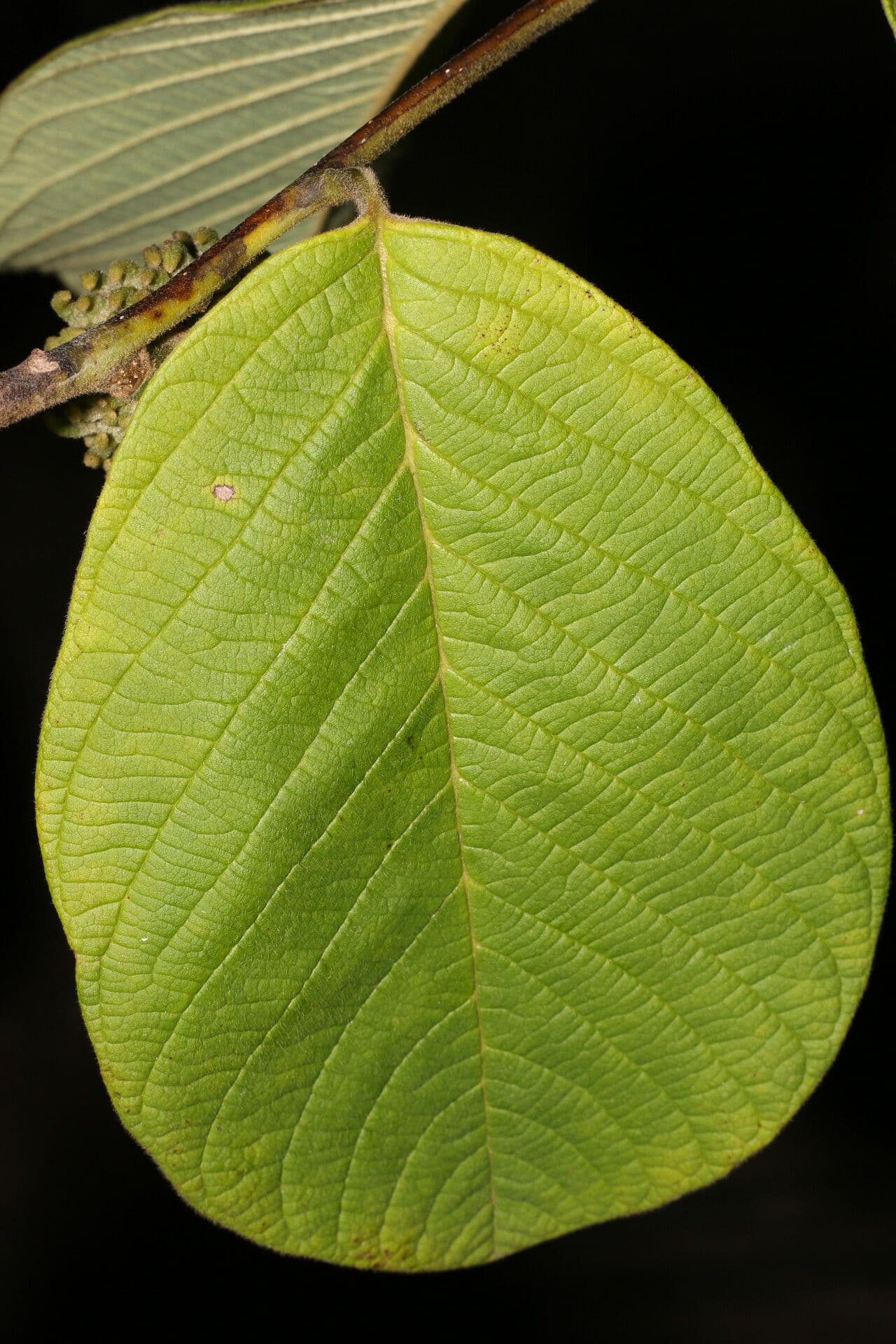 Rzah 8