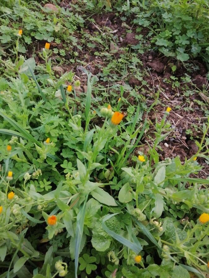 Acker-Ringelblume 19
