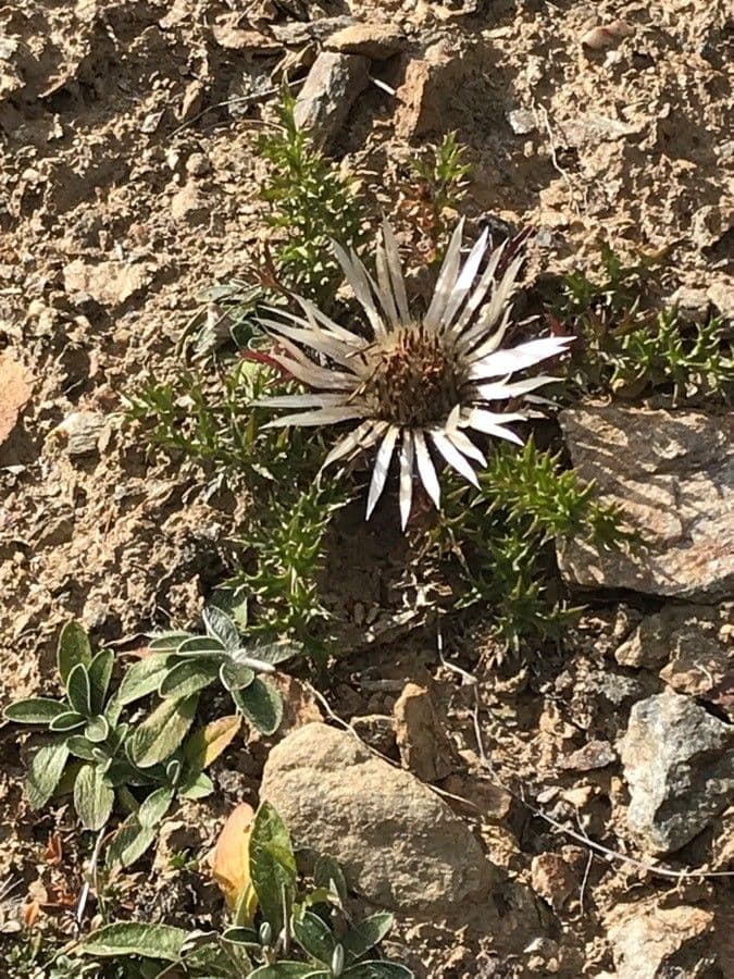 Carlina comune 19