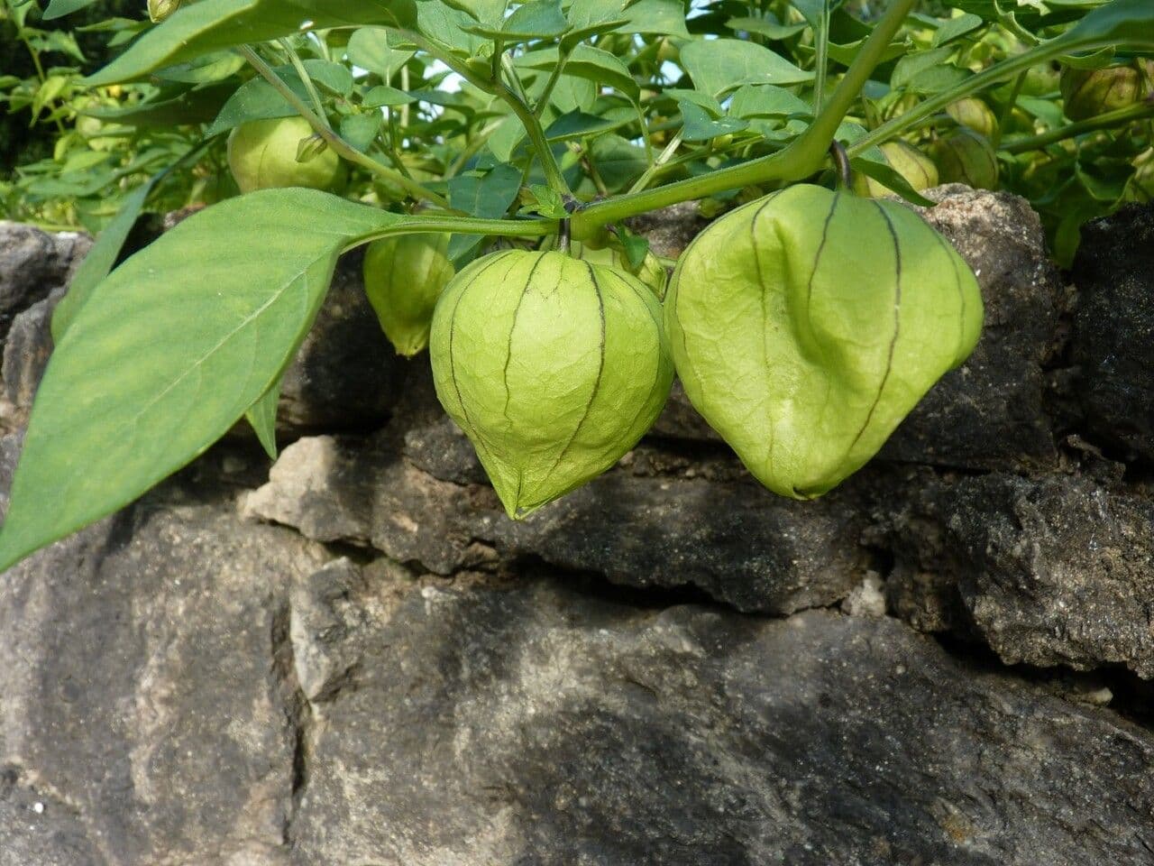 Tomatillo 27