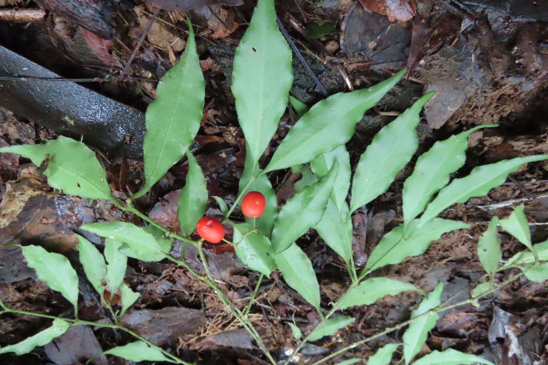 Crossopetalum 8