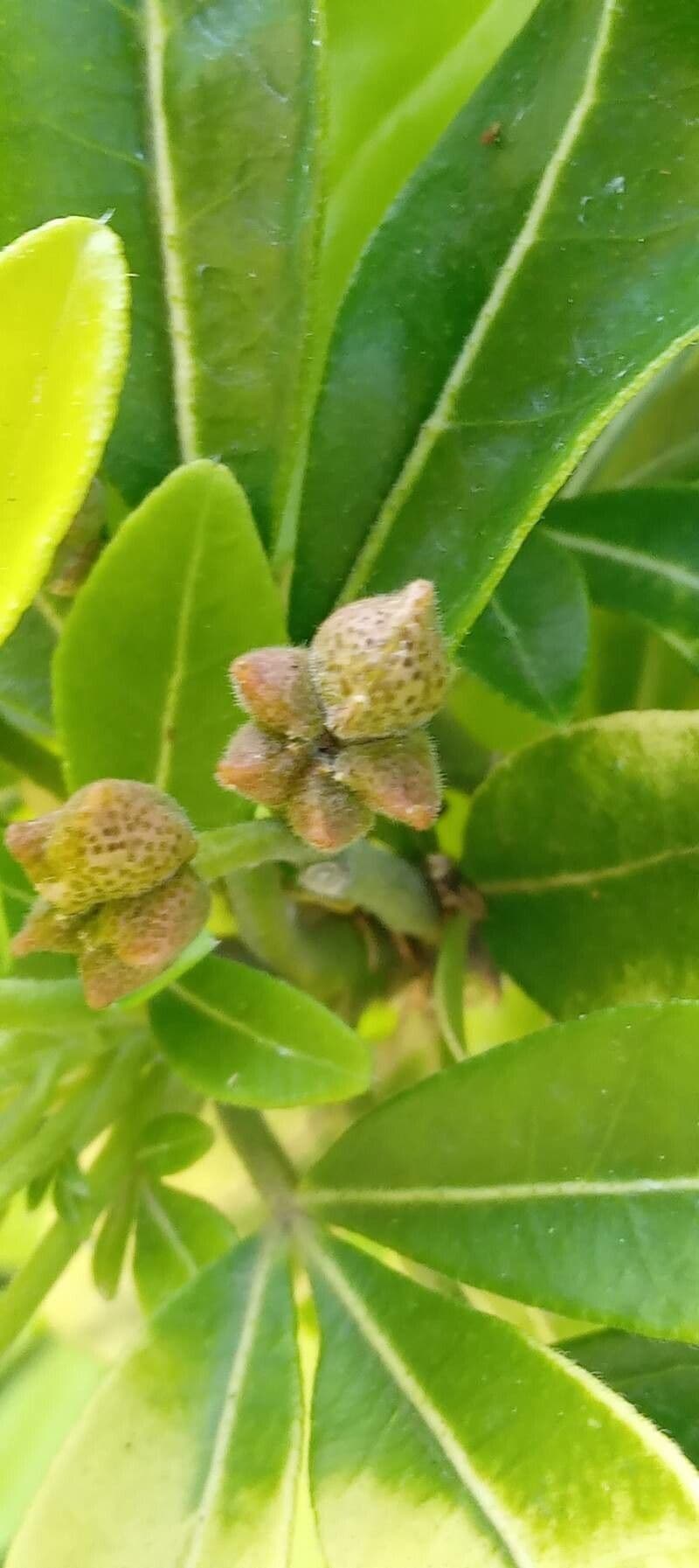 Choisya ternata 4