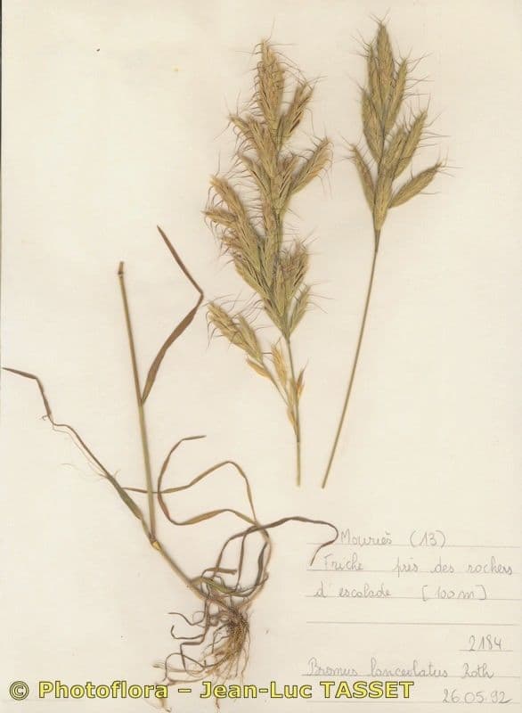 Brome lancéolé 11