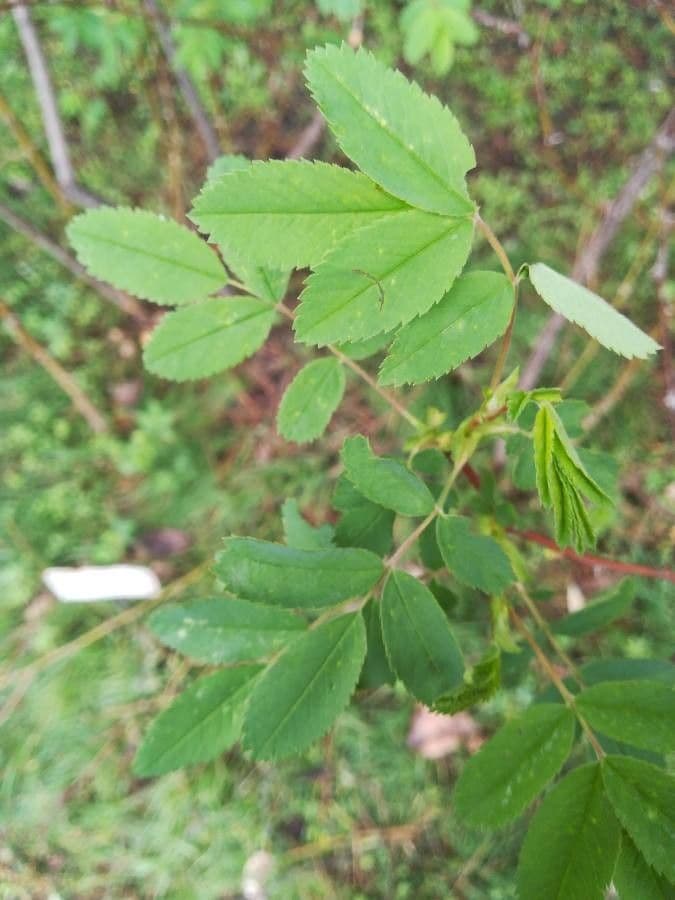 Rosa 2