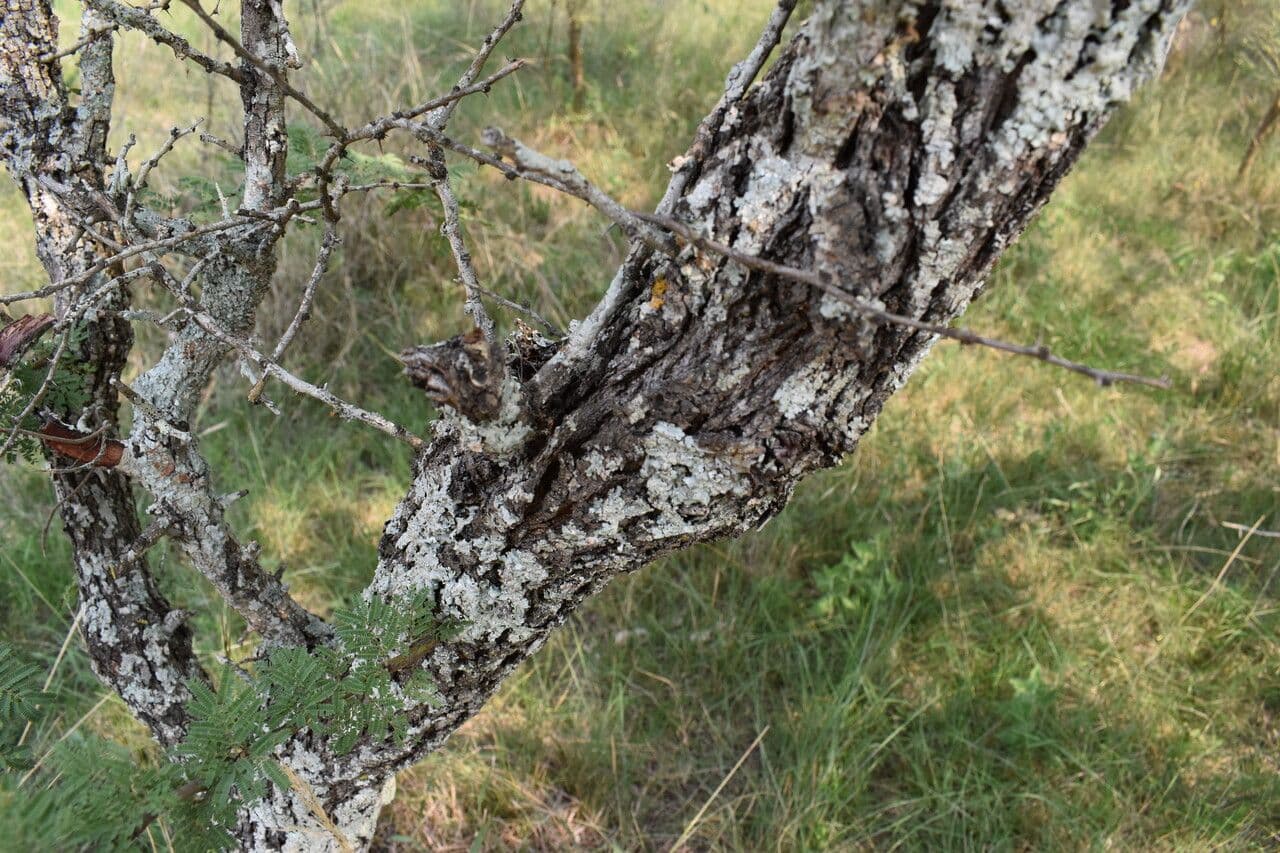 Vachellia 3