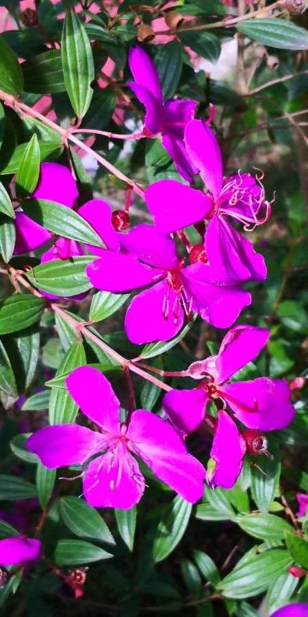Glory bush