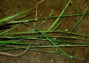 Scleria lithosperma 2