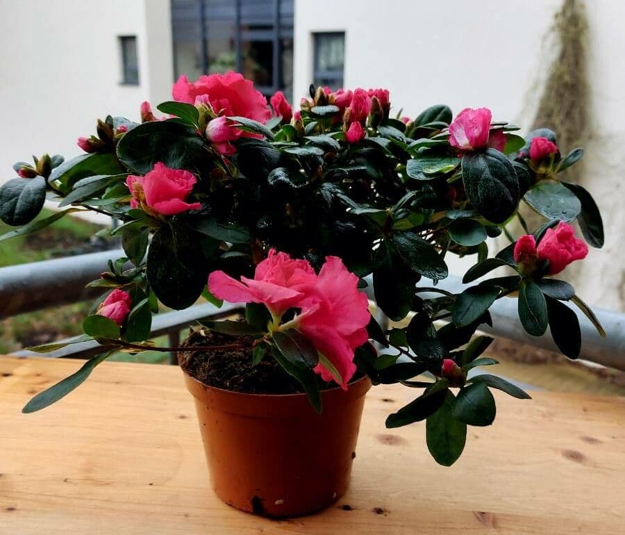 Rhododendron 14