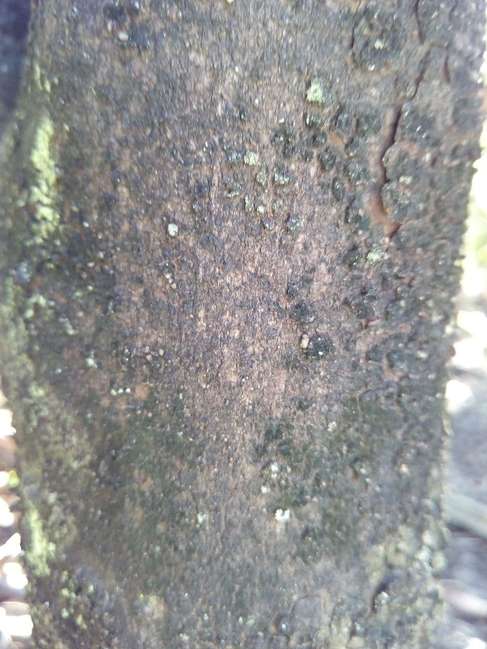 Sideroxylon 8