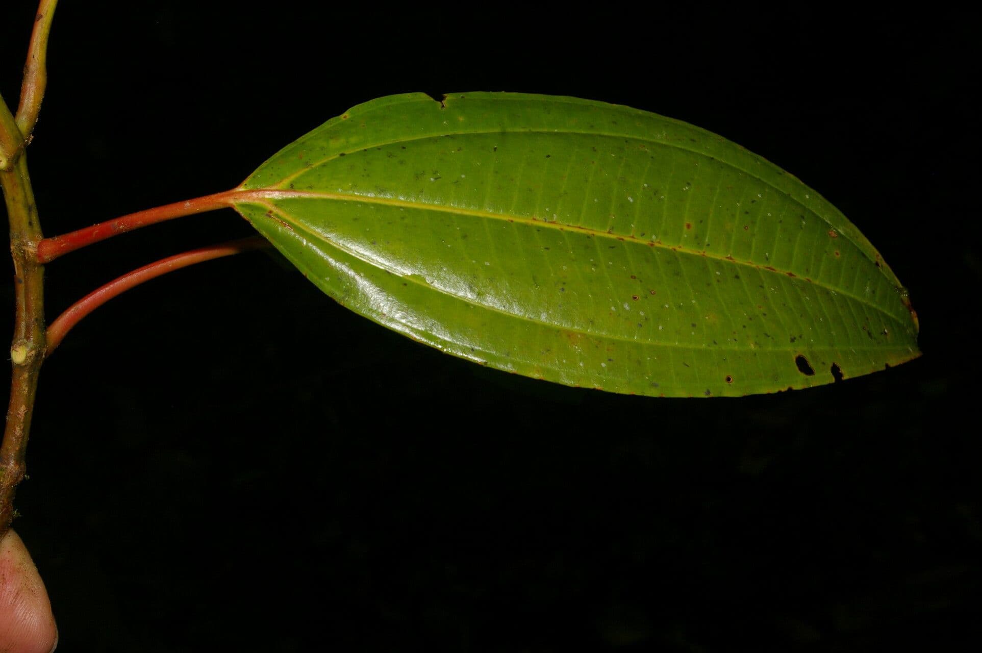 Miconia 8