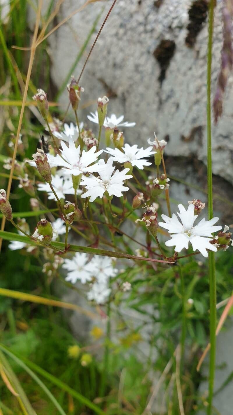 Silene 4