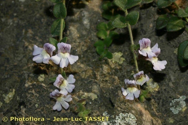 Chaenorhinum villosum 5