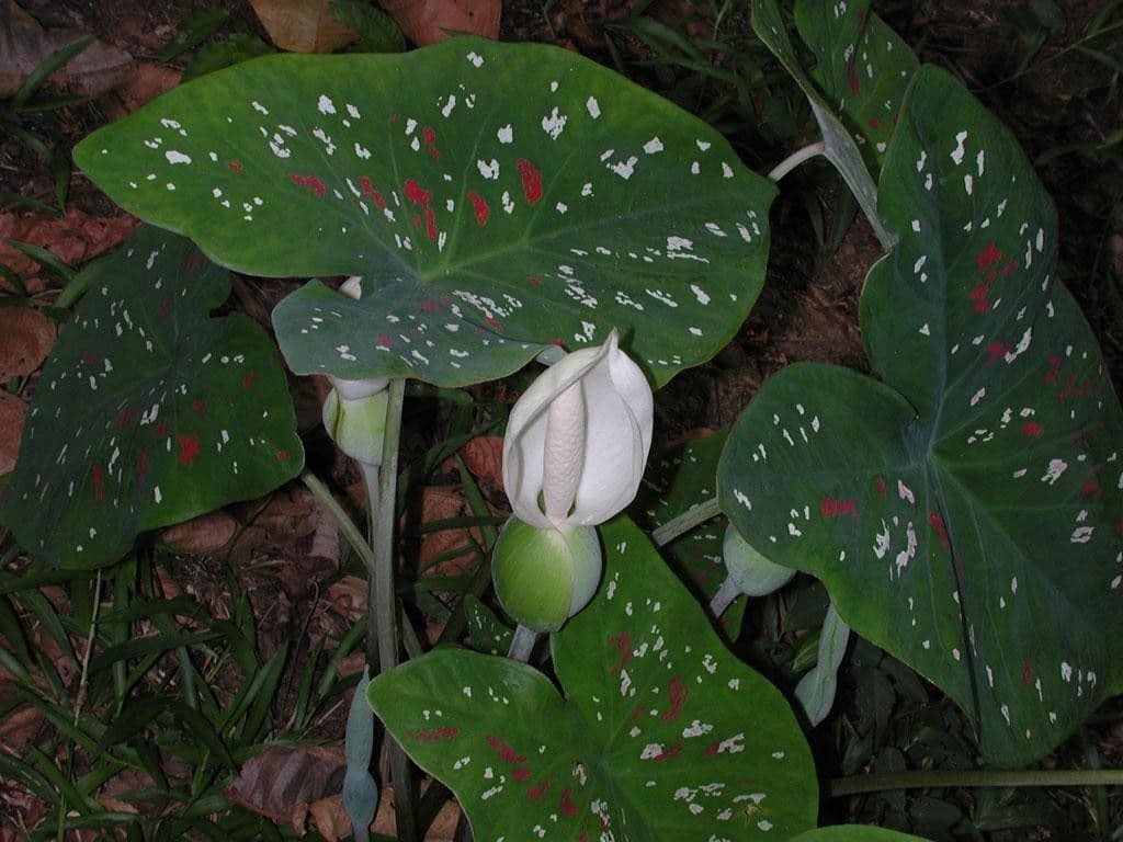 Caladium 8