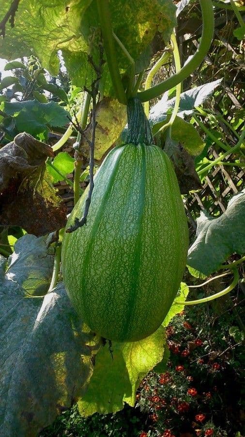 Bitter bottle gourd 4