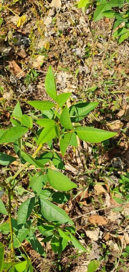 Crotalaria 17