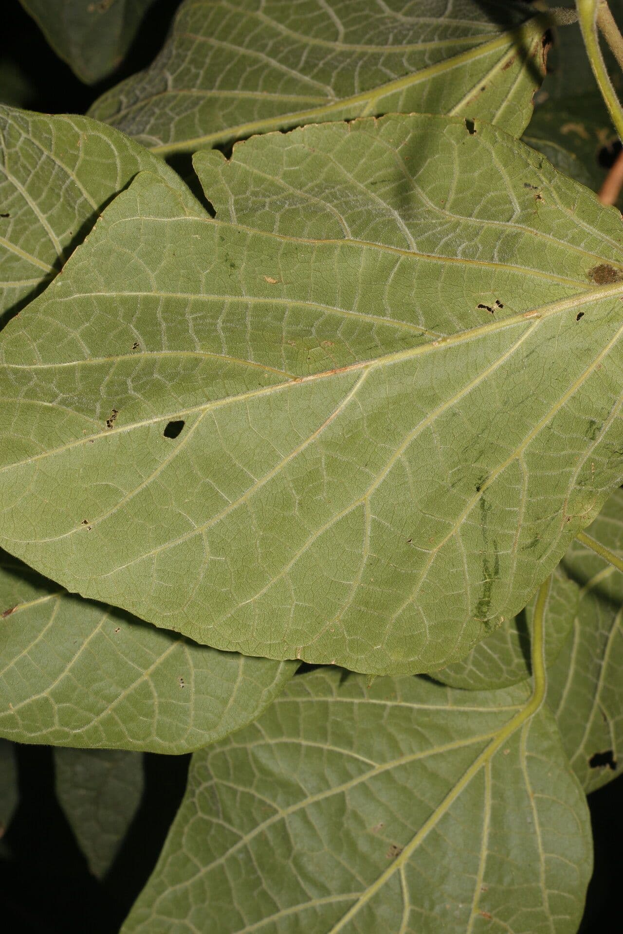 Fridericia 8