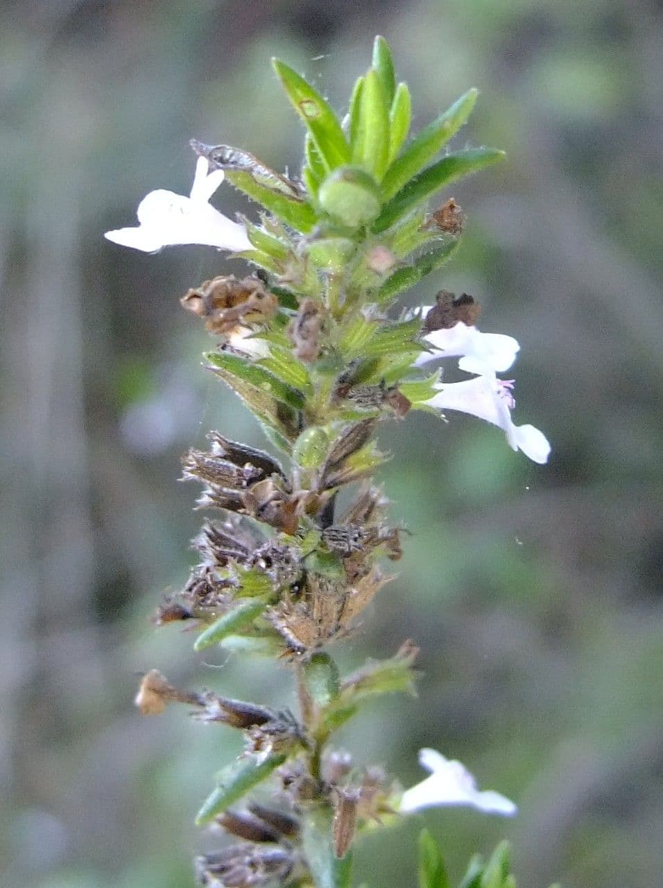 Micromeria 5