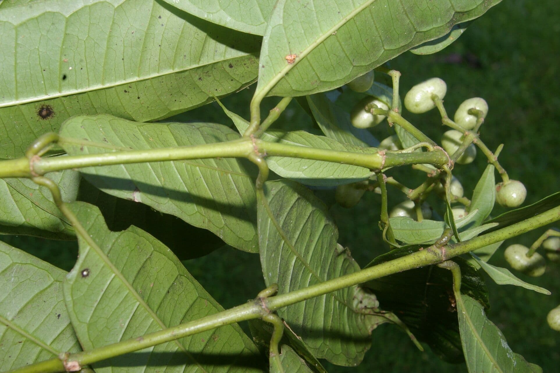 Faramea ghiandolosa 4