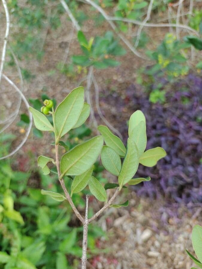 Myrcia 8