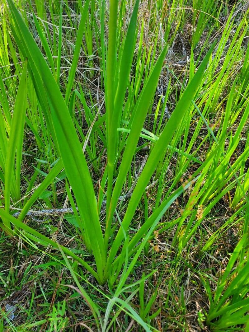 Karolinische Lachnanthes 6