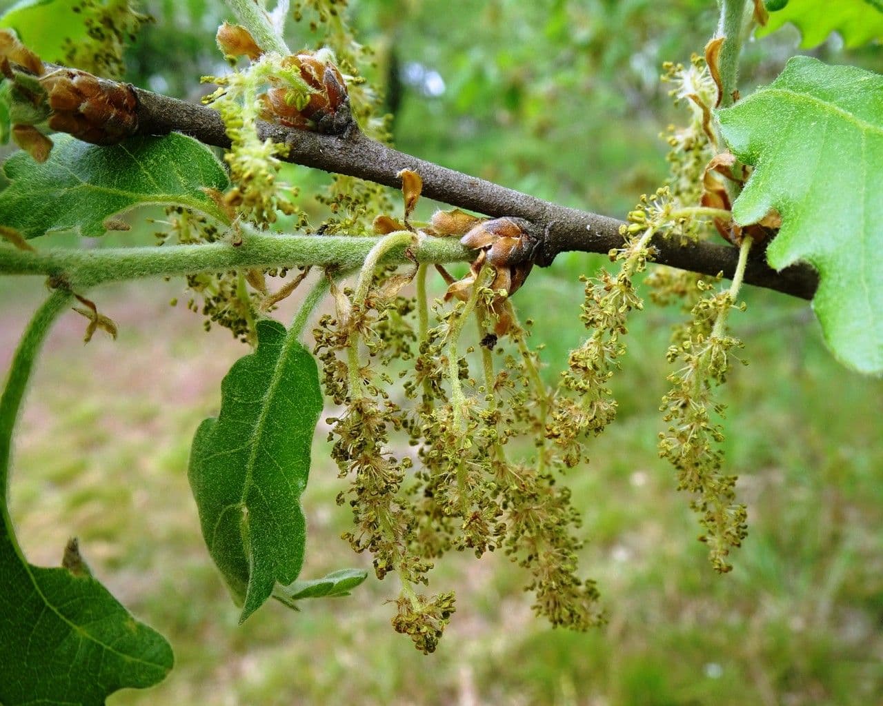 Flaumeiche 6