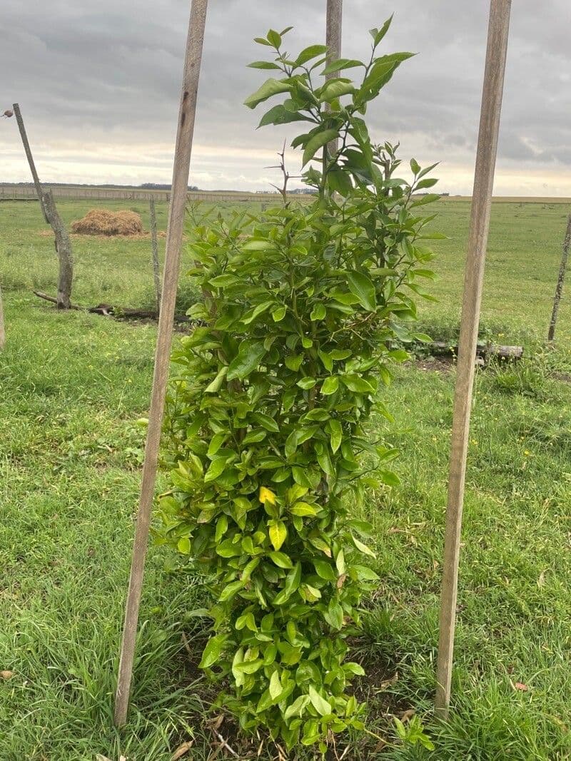 Arancio amaro 11