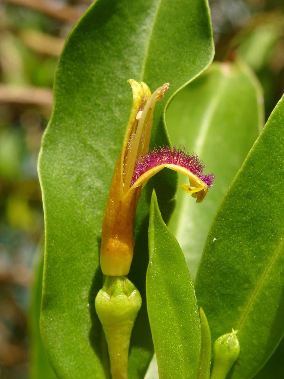 Bontia 7