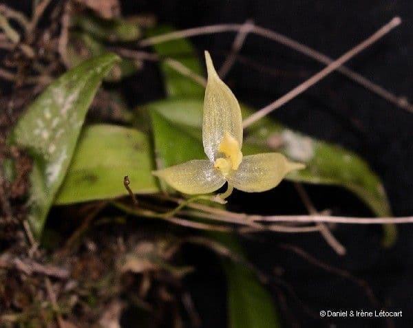 Bulbophyllum