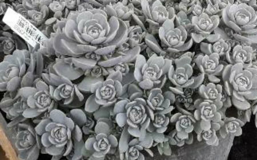 Echeveria 3
