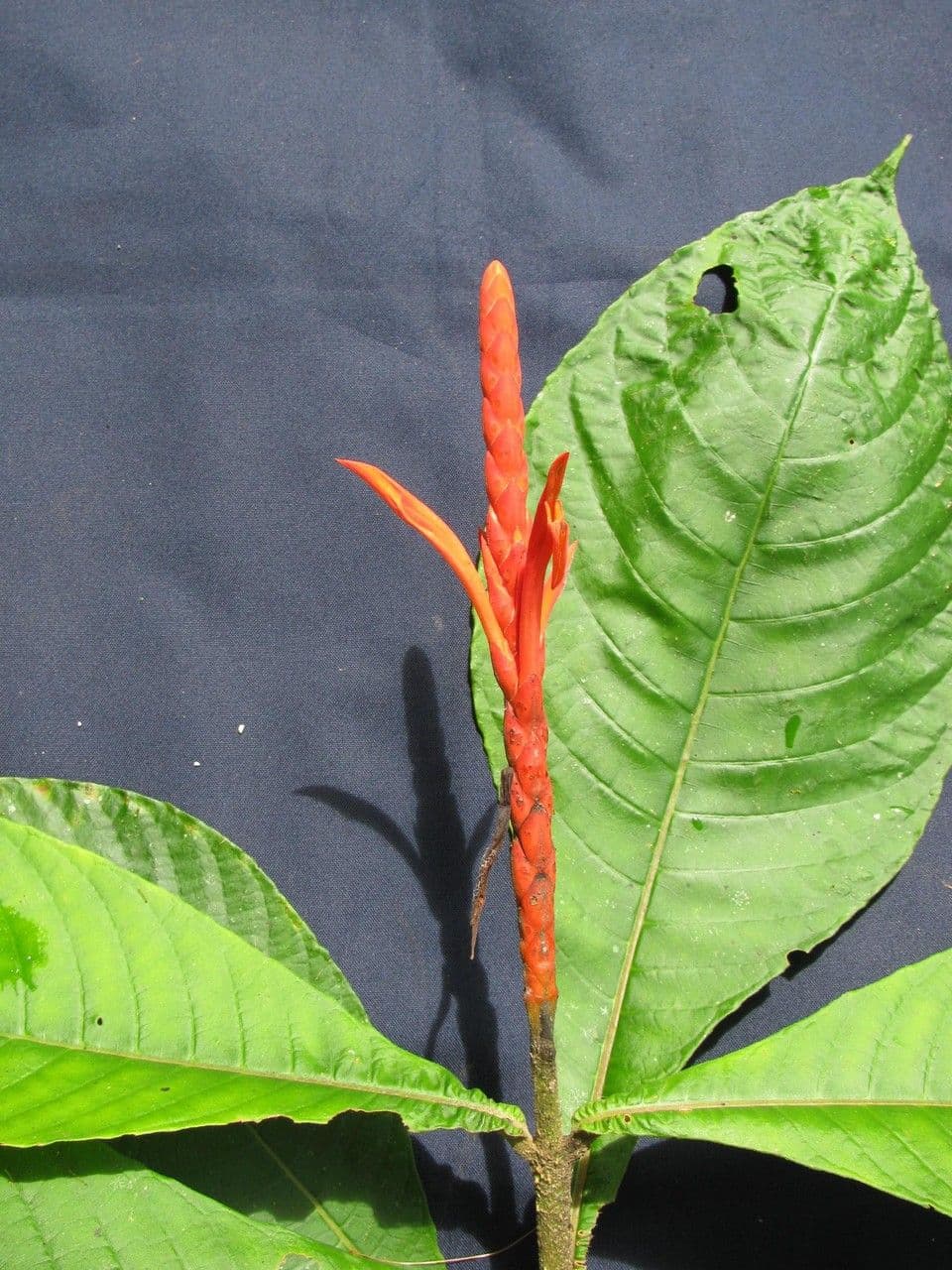 Aphelandra 10