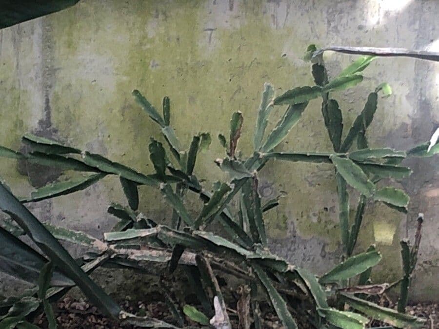Rhipsalis 3