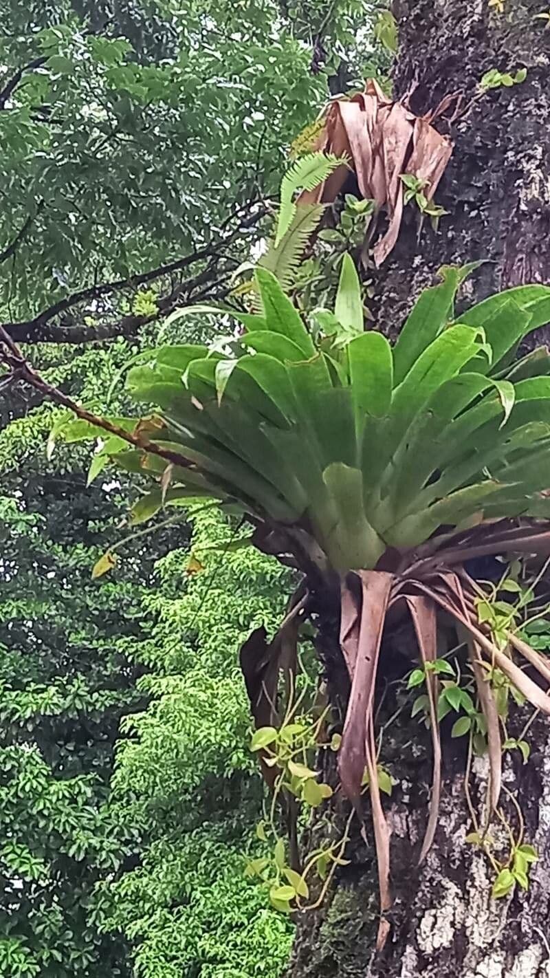 Vriesea 6
