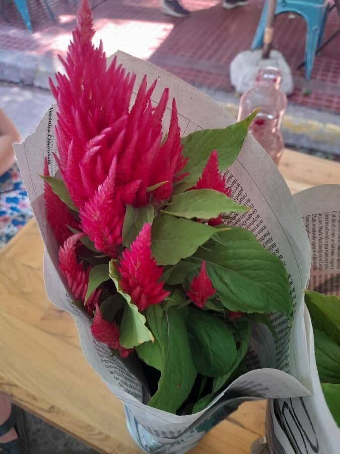 Celosia argentea 28