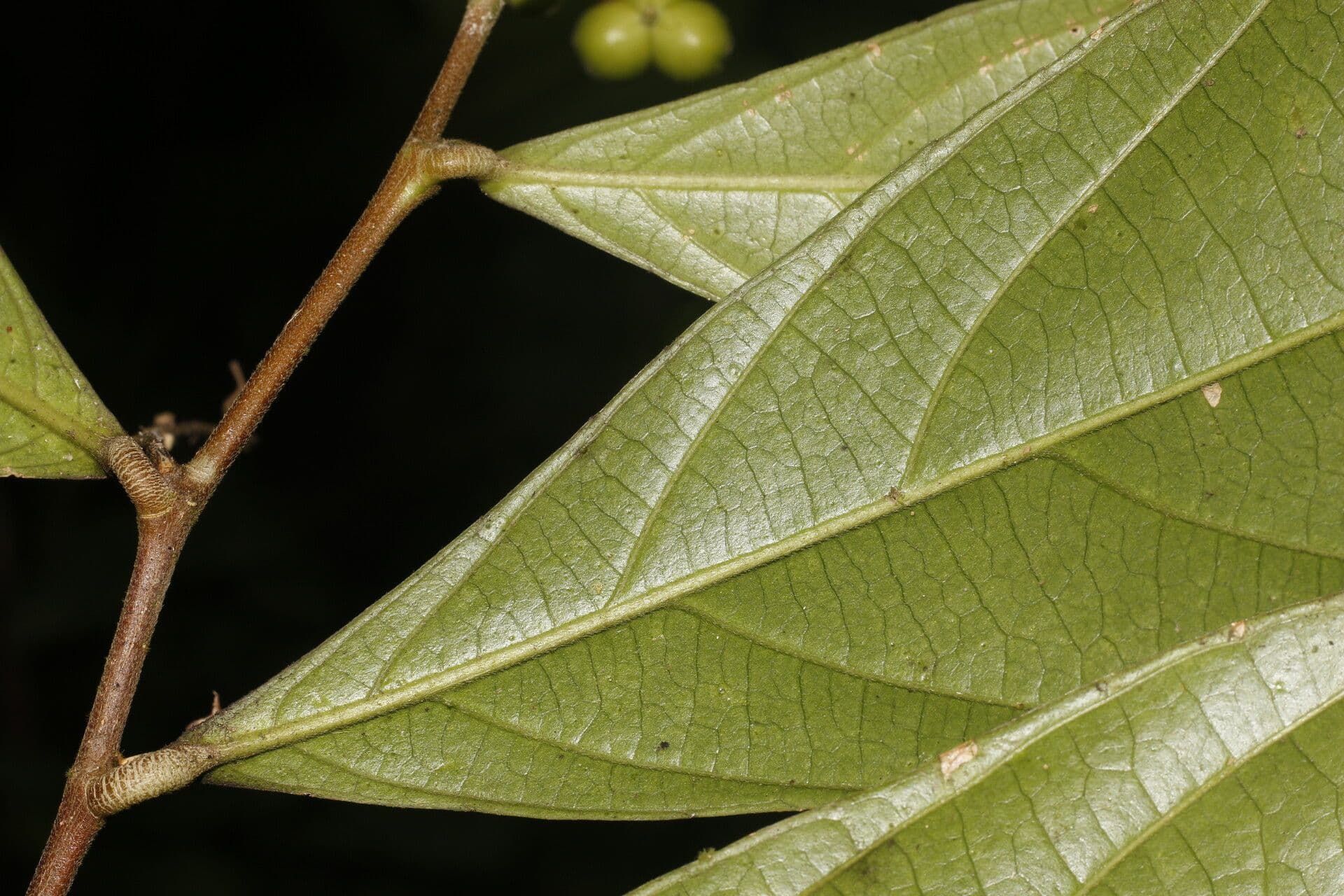 Adenophaedra 7