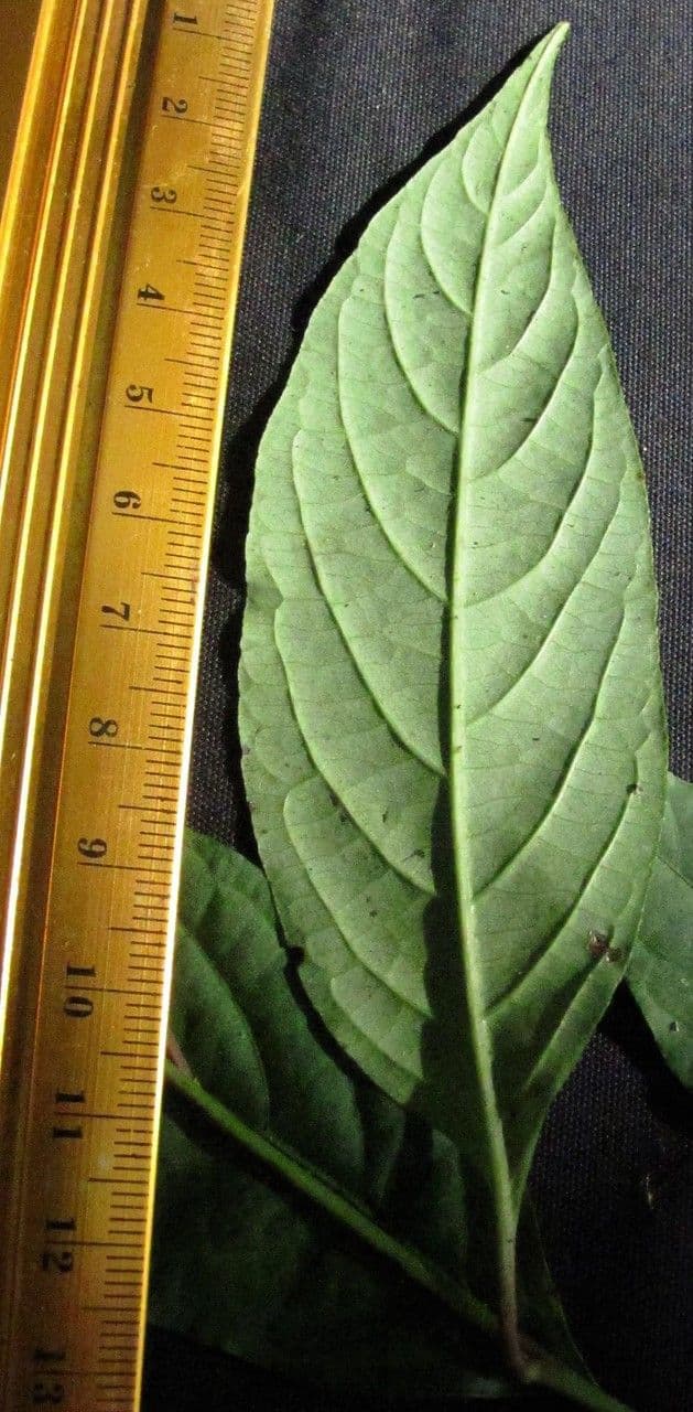 Pleuropetalum 10