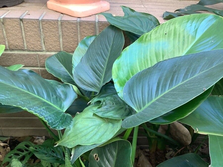 Philodendron 8