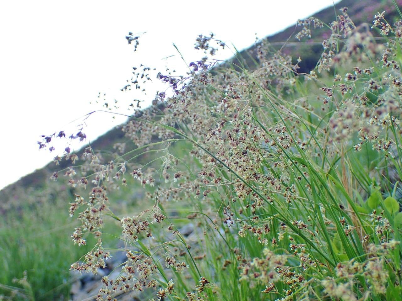 Alpen-Haar-Simse 12