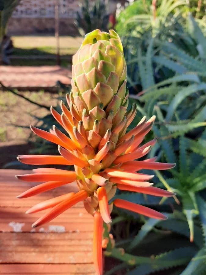 Baum-Aloe 5