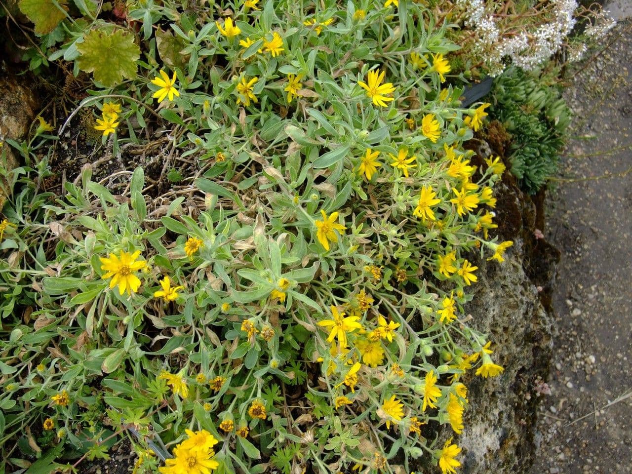 Heterotheca 4
