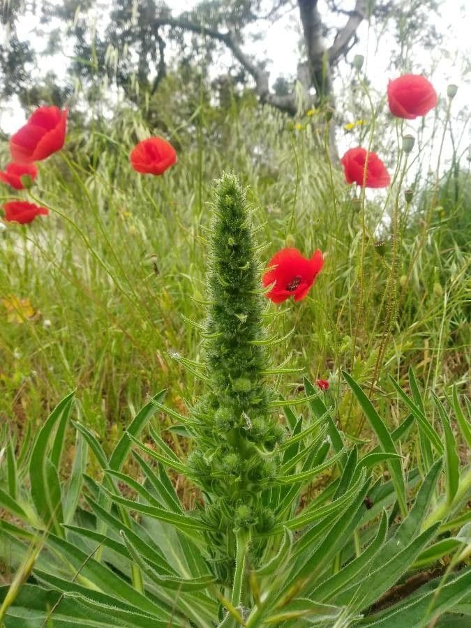 Echium asperrimum 13